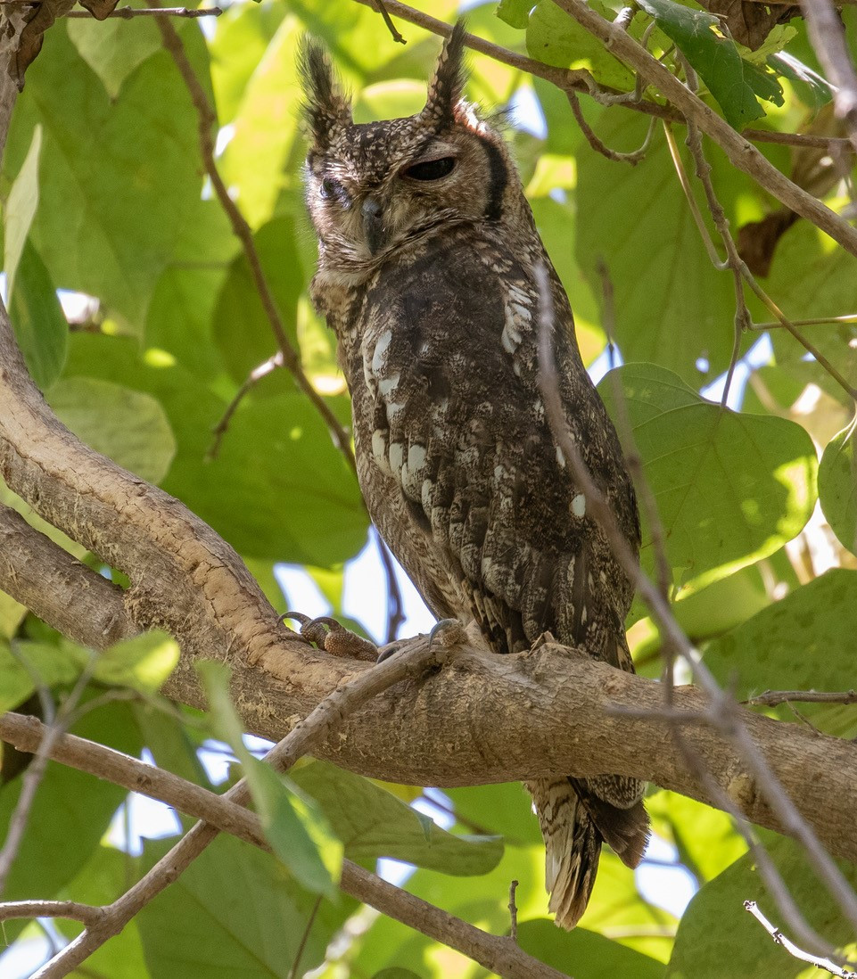 image Greyish Eagle-Owl